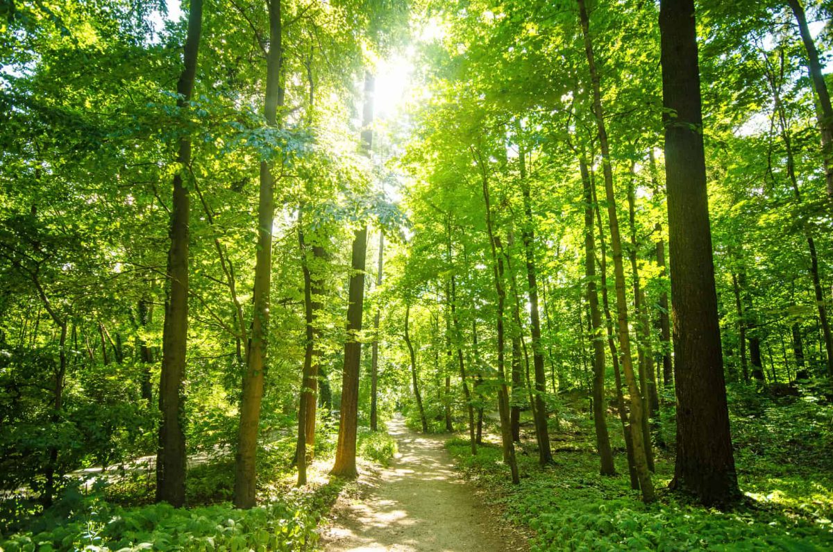 TreeServe Grows by a Factor of 10 with the Help of BLG Business Advisers
